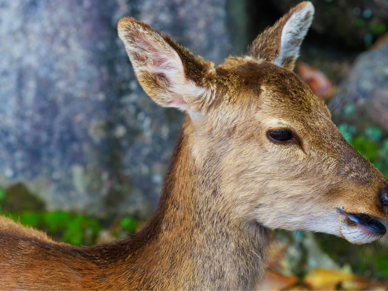 A chestnut-brown deer with white spots and upright antlers standing in a glade. (gallery image 2)