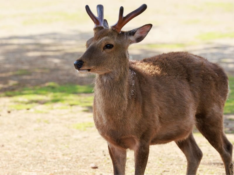 A chestnut-brown deer with white spots and upright antlers standing in a glade. (gallery image 3)