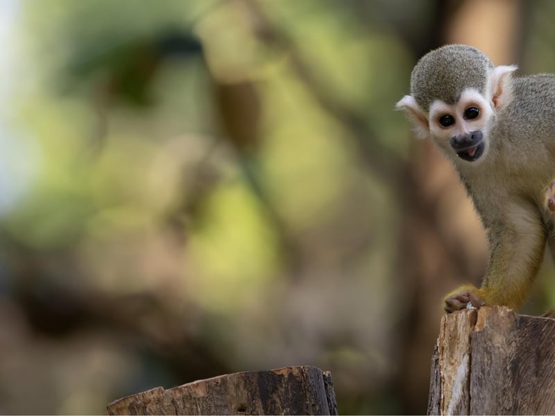 A small monkey with a grey-green body, yellow limbs, and a white mask around its eyes. (gallery image 1)