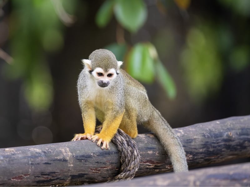 A small monkey with a grey-green body, yellow limbs, and a white mask around its eyes. (gallery image 2)