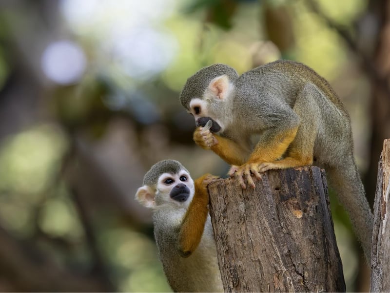 A small monkey with a grey-green body, yellow limbs, and a white mask around its eyes. (gallery image 3)