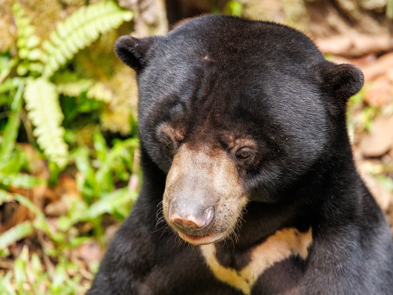 A sun bear with short black fur and a pale crescent-shaped chest marking foraging on the forest floor. (gallery image 1)