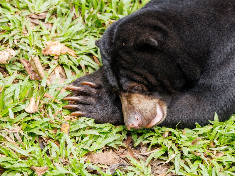 A sun bear with short black fur and a pale crescent-shaped chest marking foraging on the forest floor. (gallery image 2)
