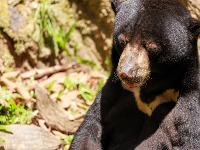 A sun bear with short black fur and a pale crescent-shaped chest marking foraging on the forest floor. (gallery image 3)