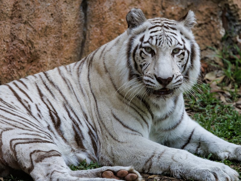 A large cat with creamy white fur, chocolate-brown stripes, and bright blue eyes. (gallery image 1)
