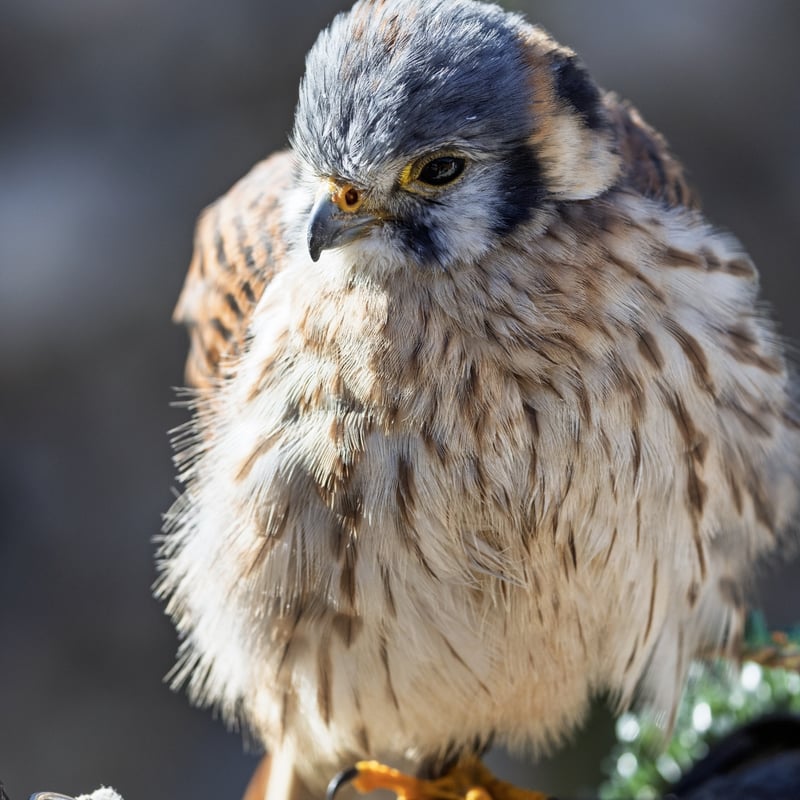 A tiny, colourful falcon with a blue-grey crown and wings and a rusty-red back and tail. (gallery image 2)