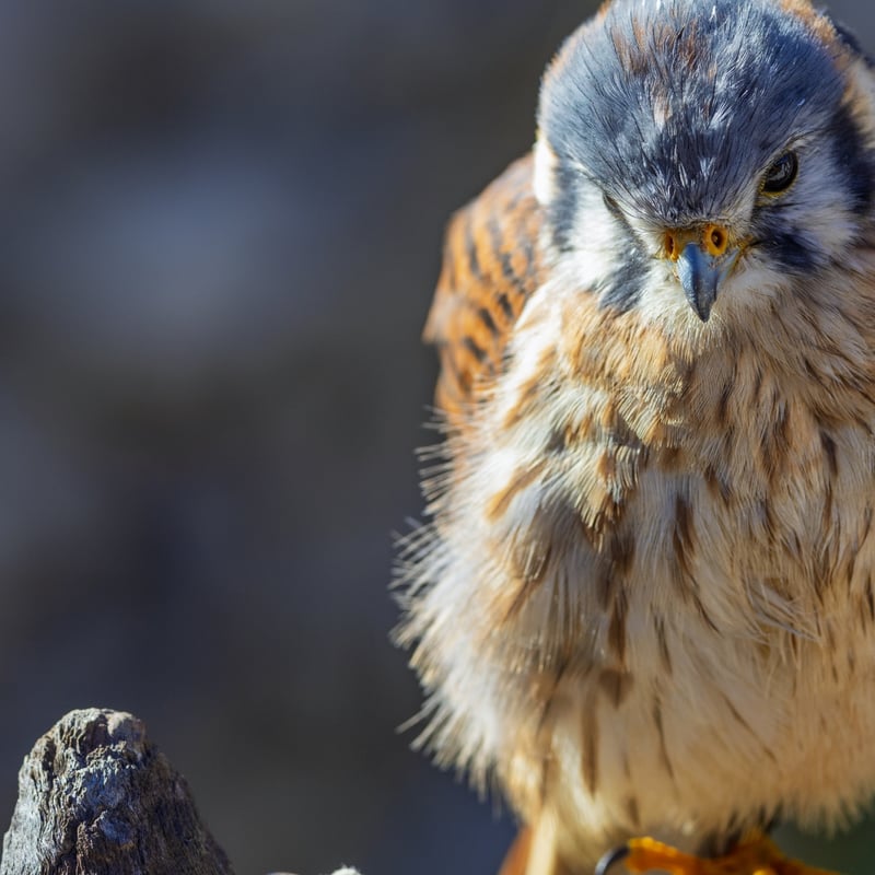A tiny, colourful falcon with a blue-grey crown and wings and a rusty-red back and tail. (gallery image 1)