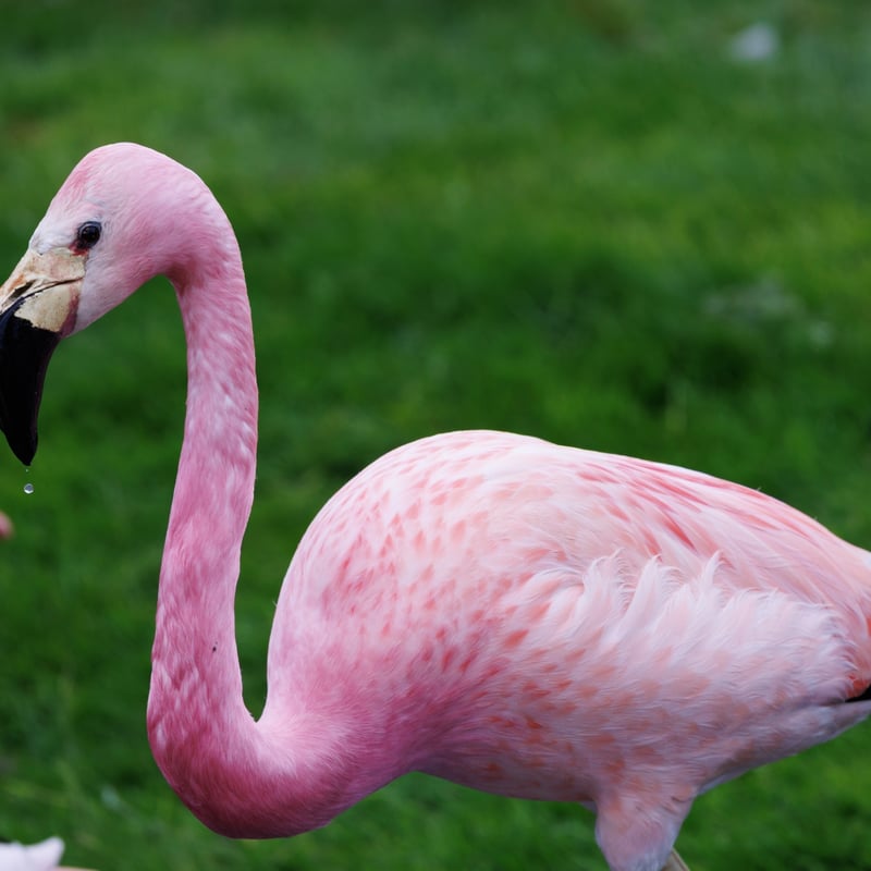 A pale pink flamingo with a yellow face and black flight feathers. (gallery image 1)