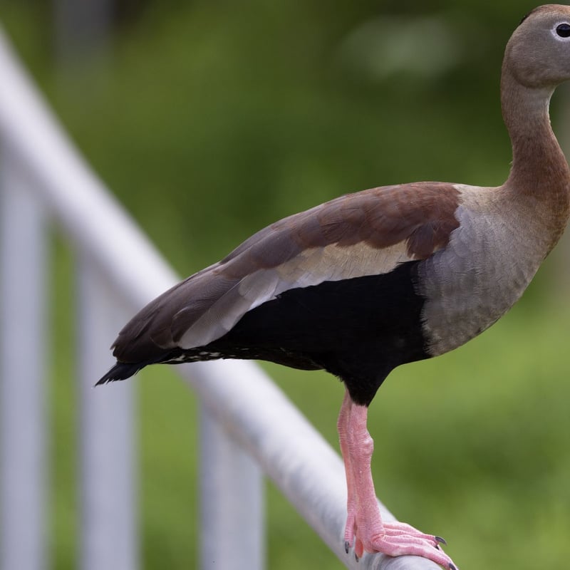 A long-legged duck with a chestnut back, black belly, and a bright pink bill perched on a log. (gallery image 1)