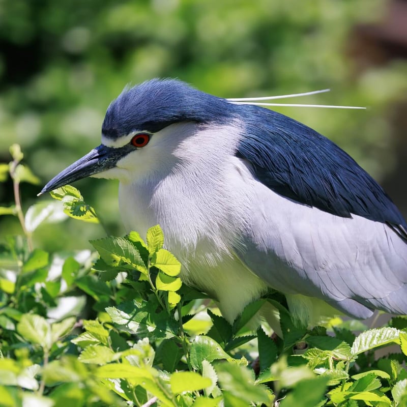 A stocky heron with a black crown and back, grey wings, and bright red eyes. (gallery image 1)