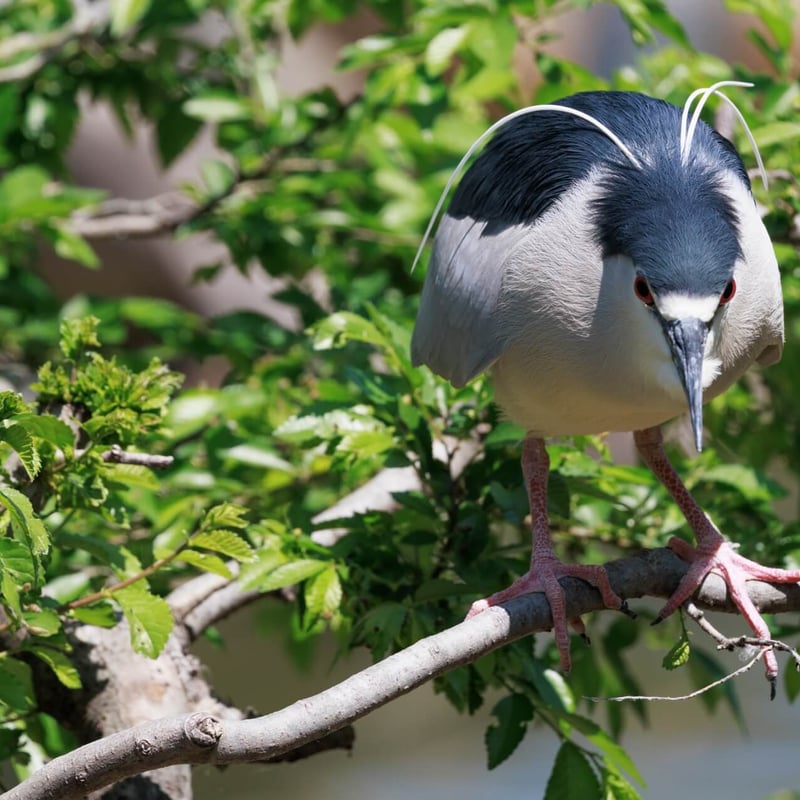 A stocky heron with a black crown and back, grey wings, and bright red eyes. (gallery image 3)