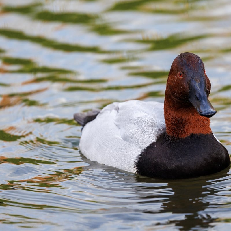 A large diving duck with a white body, black chest, and a wedge-shaped reddish-brown head. (gallery image 1)