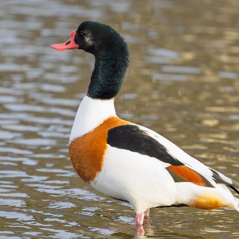 A large duck with a white body, dark green head, and a broad chestnut band across its chest. (gallery image 2)