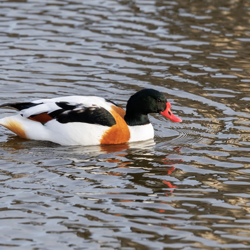 A large duck with a white body, dark green head, and a broad chestnut band across its chest. (gallery image 3)