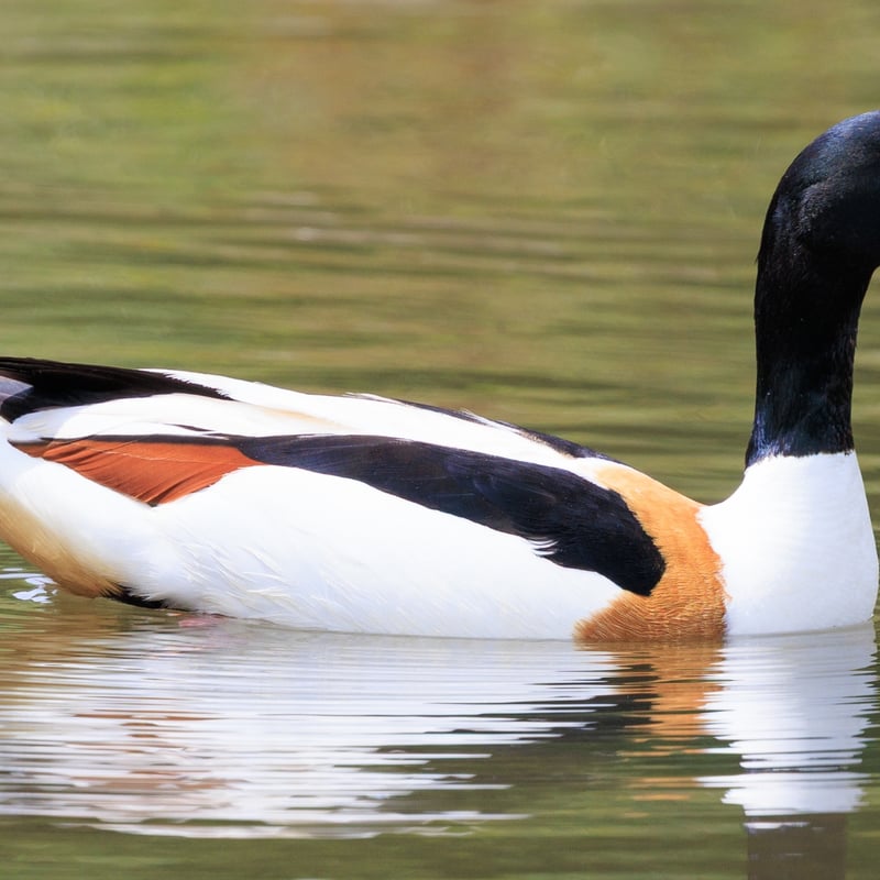 A large duck with a white body, dark green head, and a broad chestnut band across its chest. (gallery image 1)