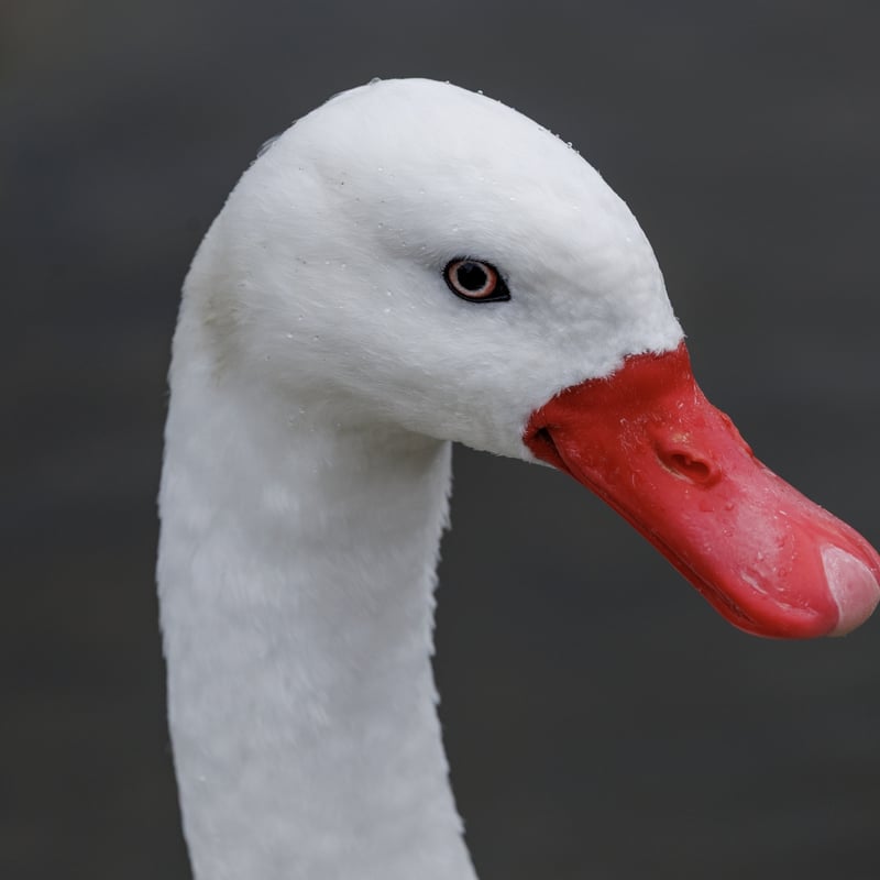 A small white swan with a bright red, blunt bill and pink legs swimming. (gallery image 1)