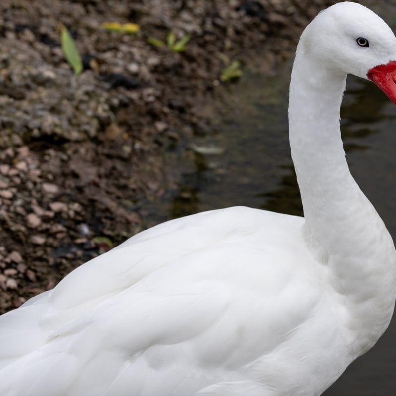 A small white swan with a bright red, blunt bill and pink legs swimming. (gallery image 2)