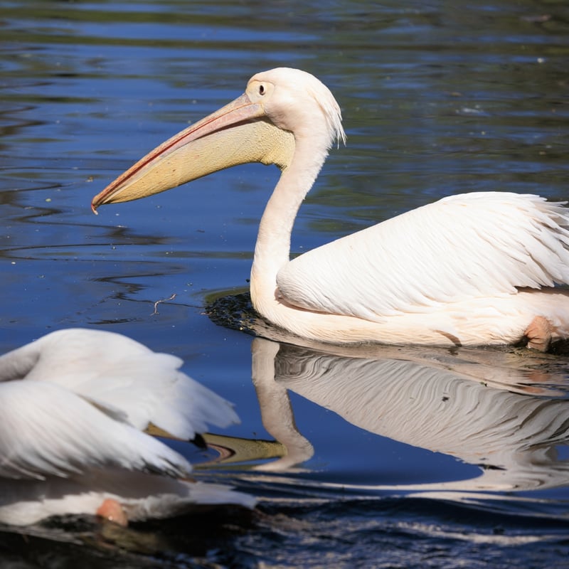A massive white bird with silvery-grey wings and a large, red-orange throat pouch. (gallery image 1)