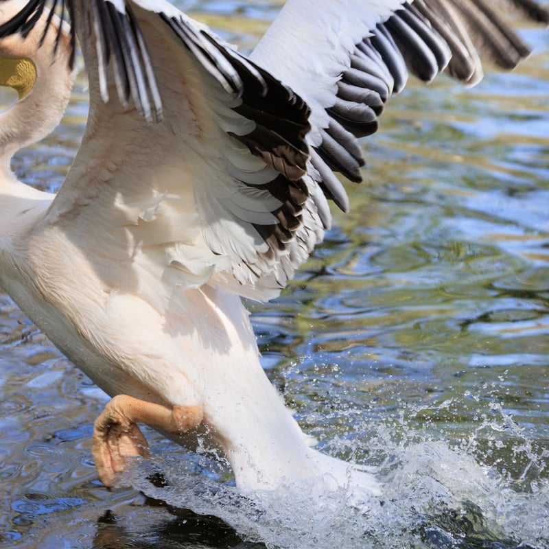 A massive white bird with silvery-grey wings and a large, red-orange throat pouch. (gallery image 2)