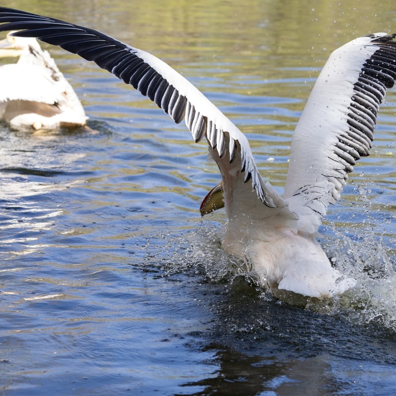 A massive white bird with silvery-grey wings and a large, red-orange throat pouch. (gallery image 3)