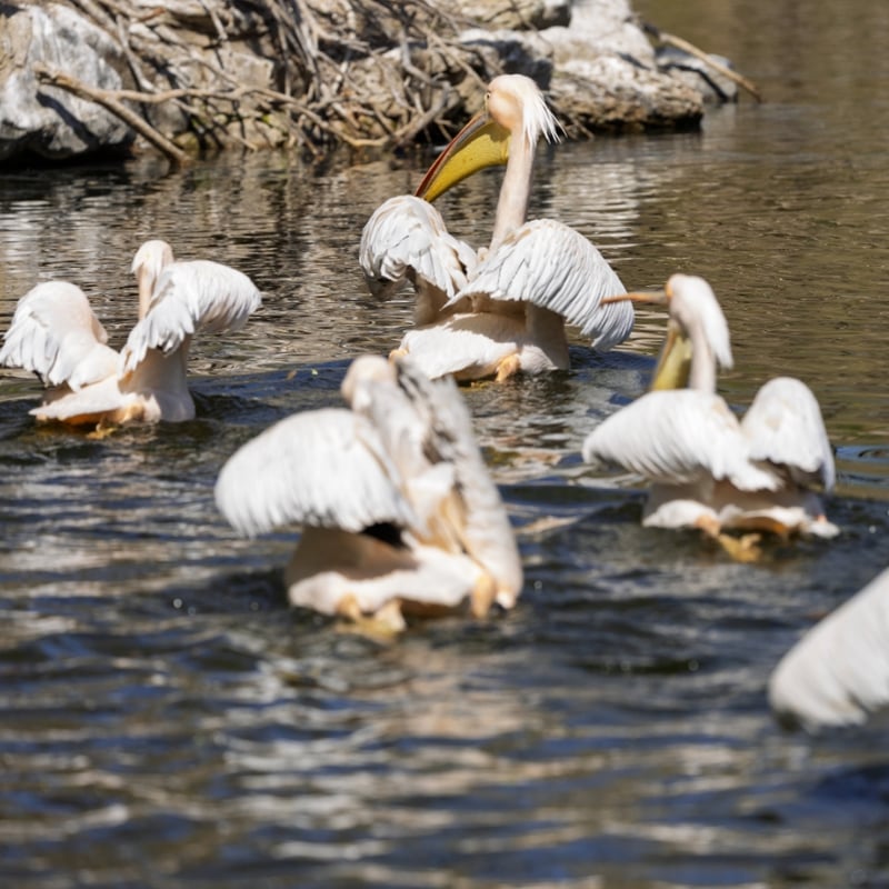 A massive white bird with silvery-grey wings and a large, red-orange throat pouch. (gallery image 4)