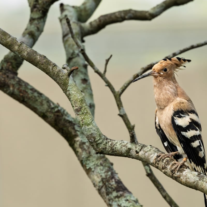 A cinnamon-coloured bird with a large, fan-shaped crown and black and white striped wings. (gallery image 1)