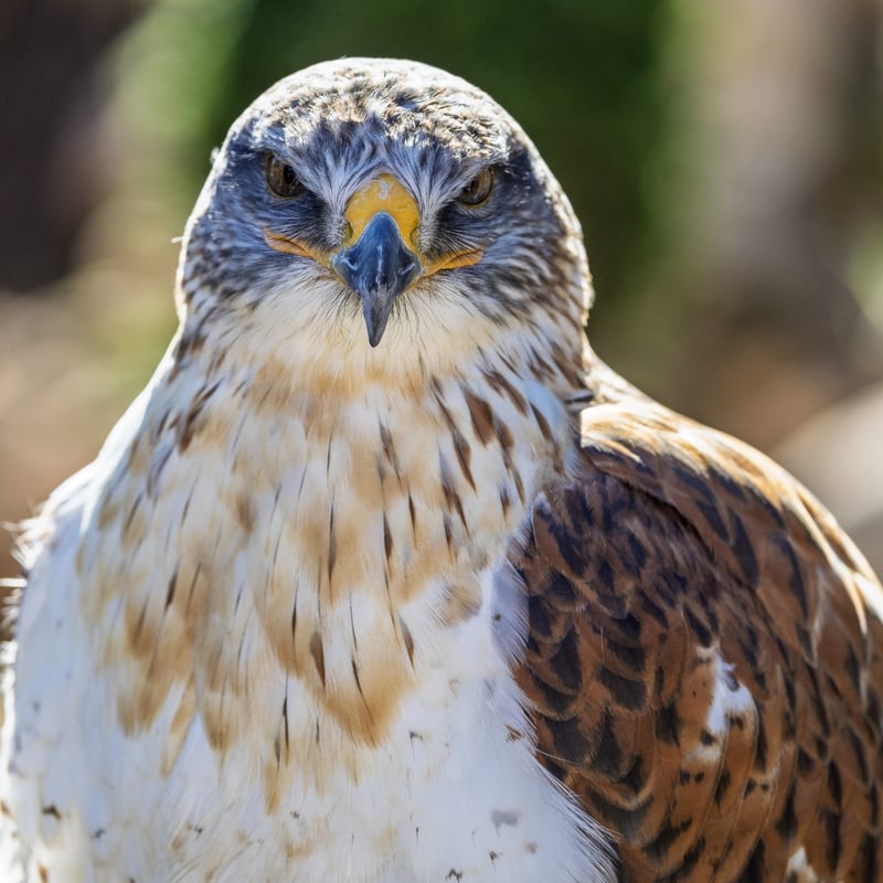 A large hawk with broad wings, a white underside, and distinct rusty-red leg feathers. (gallery image 1)
