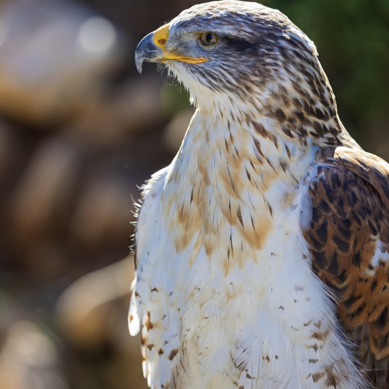 A large hawk with broad wings, a white underside, and distinct rusty-red leg feathers. (gallery image 2)