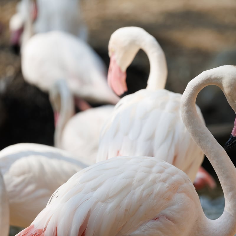 A tall, slender bird with a pinkish-white body and bright red wing coverts. (gallery image 1)