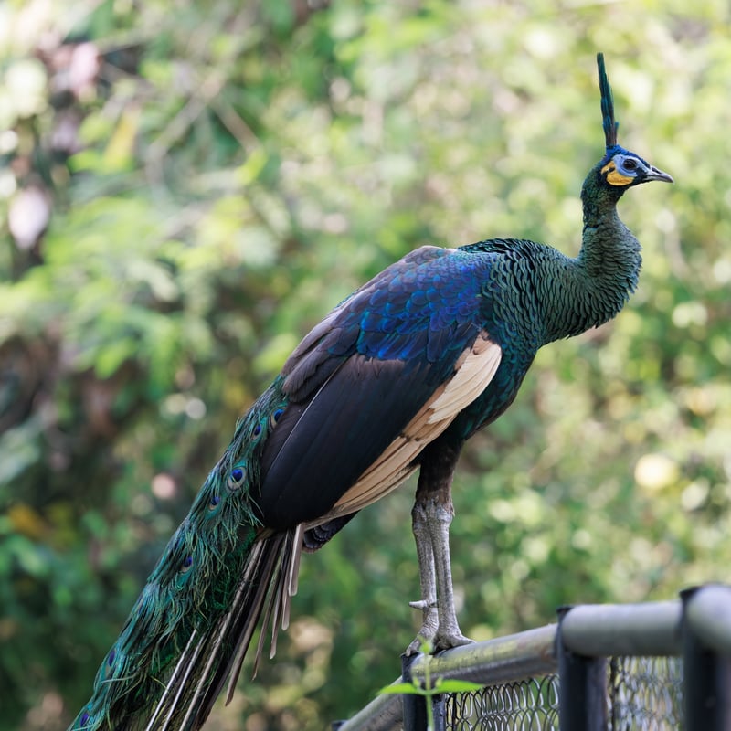 A large bird with an upright crest and metallic green and blue scales on its neck. (gallery image 1)
