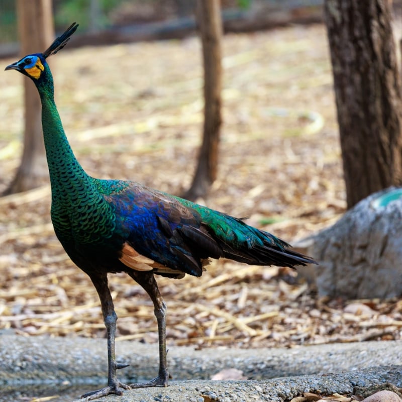 A large bird with an upright crest and metallic green and blue scales on its neck. (gallery image 2)
