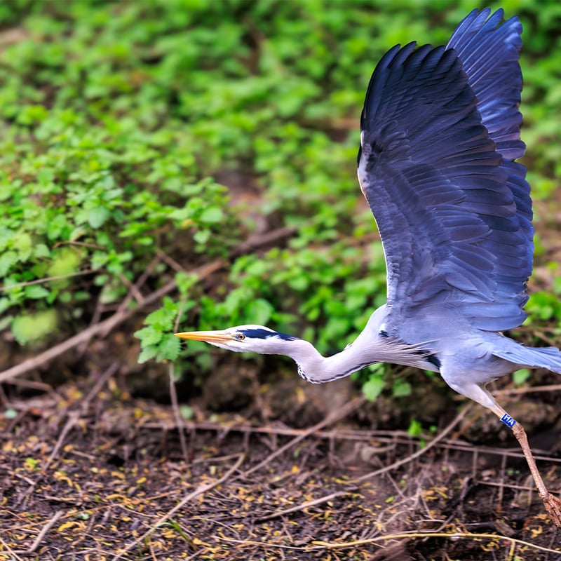 A tall grey bird with long legs, a white neck, and a sharp yellow bill standing in water. (gallery image 4)