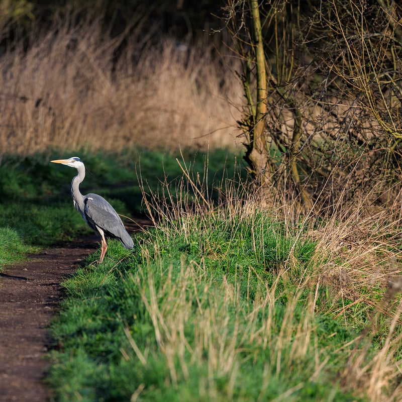 A tall grey bird with long legs, a white neck, and a sharp yellow bill standing in water. (gallery image 2)