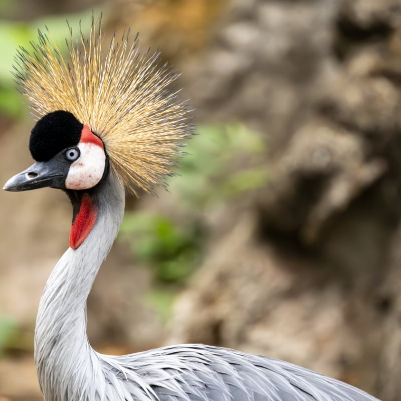 A tall crane with a grey body, white face, red throat wattle, and a stiff golden crest. (gallery image 2)