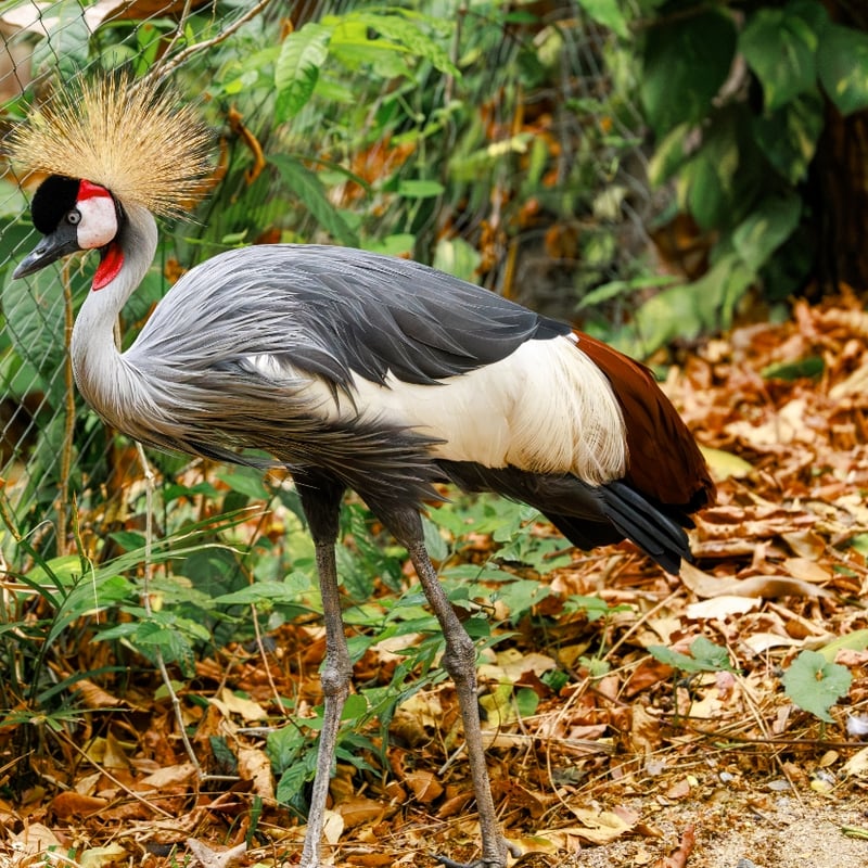 A tall crane with a grey body, white face, red throat wattle, and a stiff golden crest. (gallery image 1)
