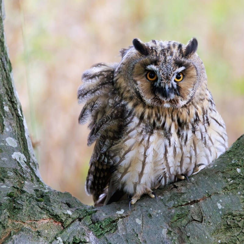 A slender owl with orange eyes and long, upright feather tufts sitting against tree bark. (gallery image 1)