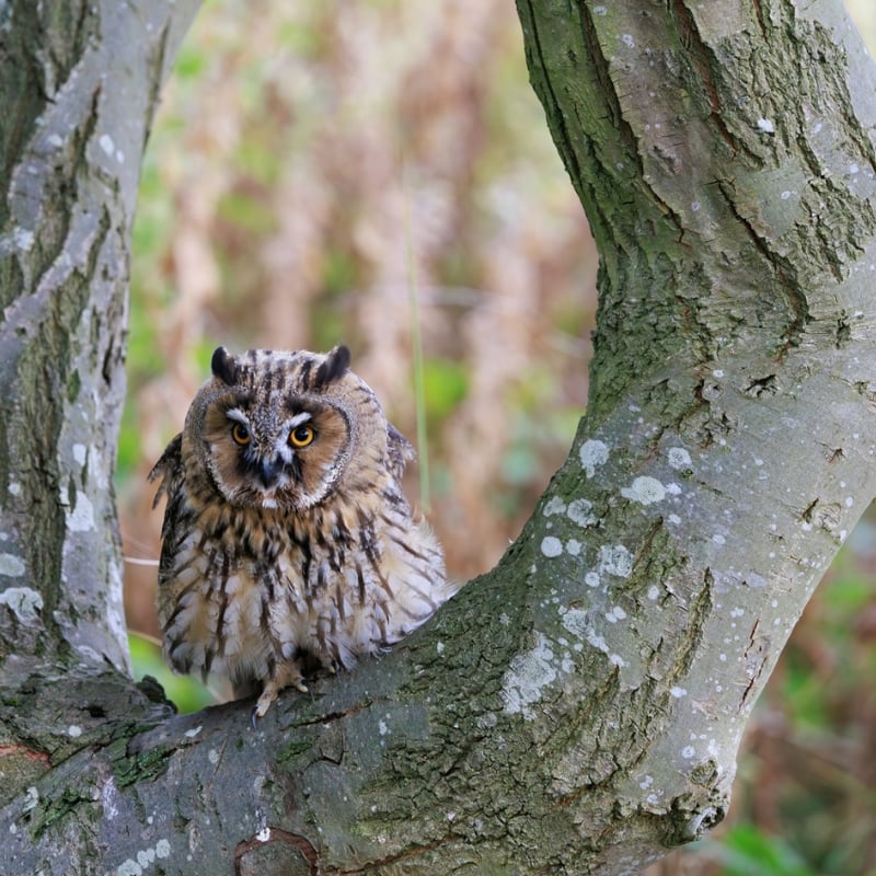 A slender owl with orange eyes and long, upright feather tufts sitting against tree bark. (gallery image 2)