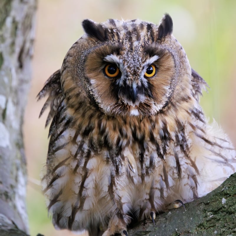 A slender owl with orange eyes and long, upright feather tufts sitting against tree bark. (gallery image 3)