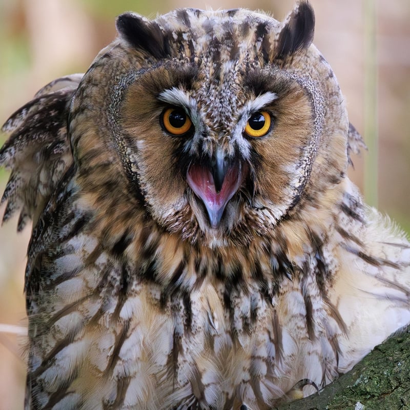 A slender owl with orange eyes and long, upright feather tufts sitting against tree bark. (gallery image 4)