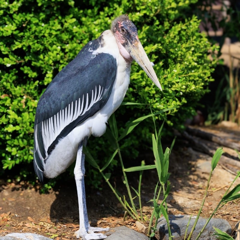 A very large stork with a bald, pinkish head, a long throat pouch, and black wings. (gallery image 1)
