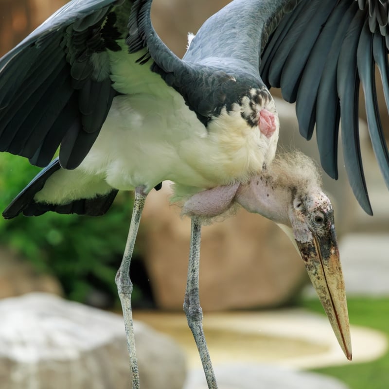 A very large stork with a bald, pinkish head, a long throat pouch, and black wings. (gallery image 2)