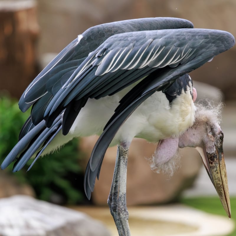 A very large stork with a bald, pinkish head, a long throat pouch, and black wings. (gallery image 3)