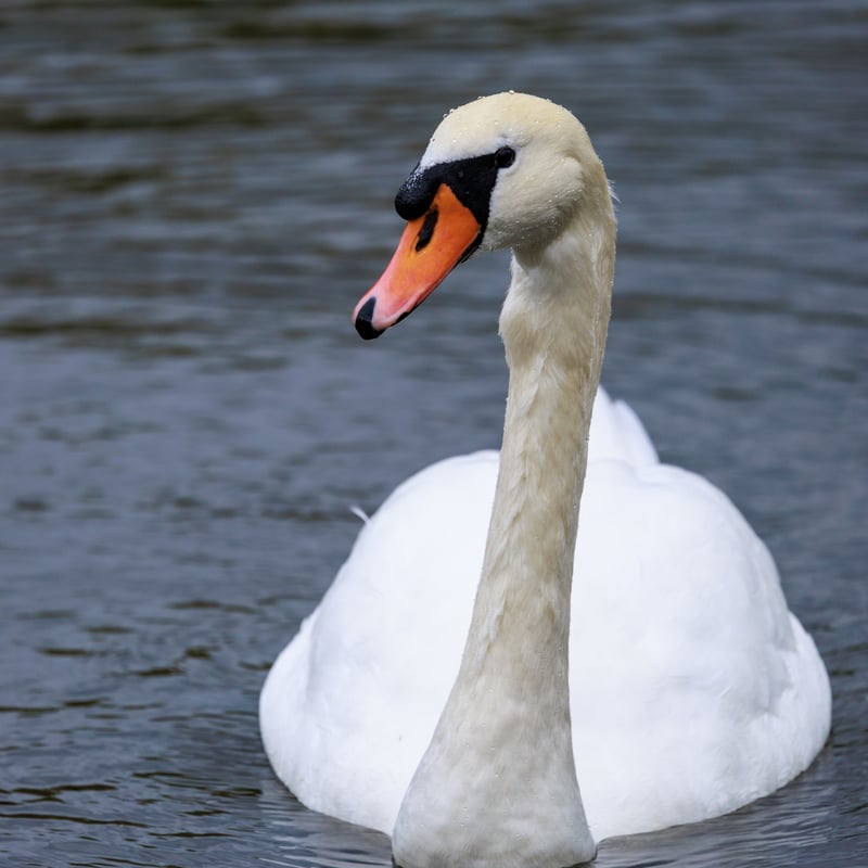 A graceful white swan with a long neck and a bright orange bill swimming on a river. (gallery image 1)