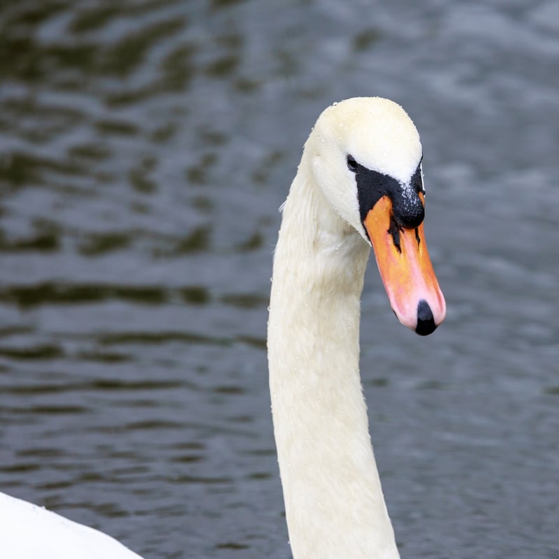 A graceful white swan with a long neck and a bright orange bill swimming on a river. (gallery image 2)