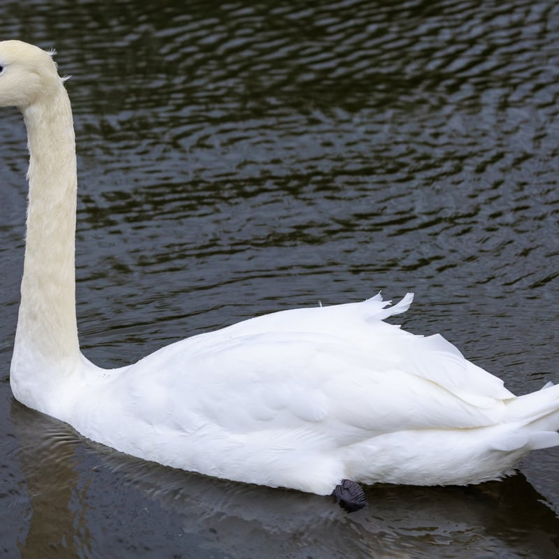 A graceful white swan with a long neck and a bright orange bill swimming on a river. (gallery image 3)