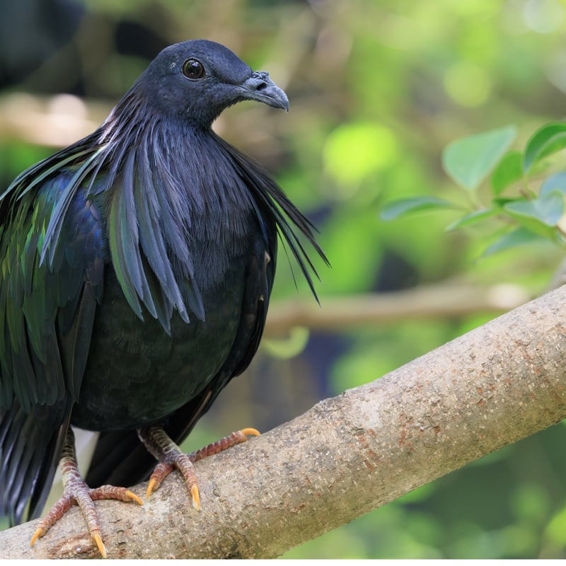 A large pigeon with dark iridescent feathers, long neck hackles, and a white tail. (gallery image 1)