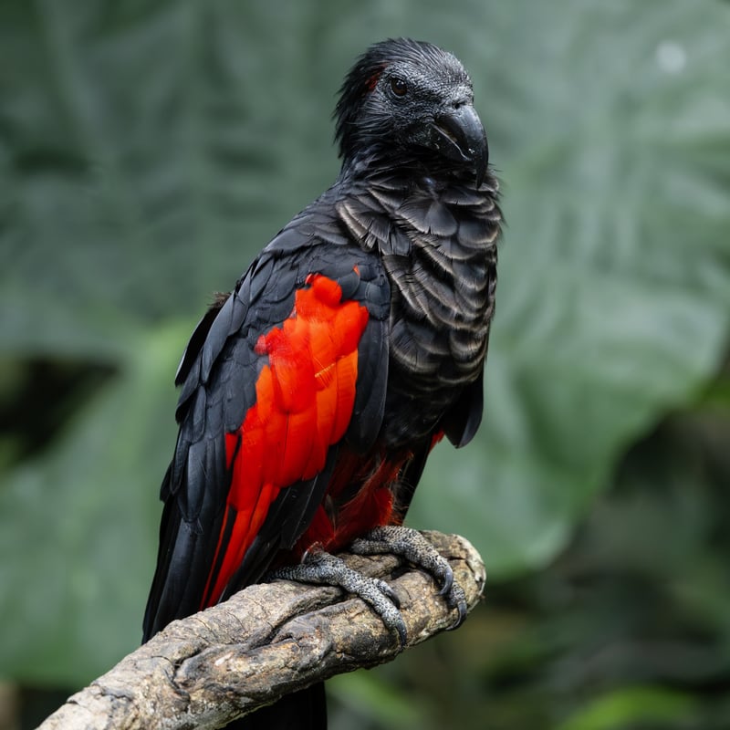 A parrot with a vulture-like bare black head, black body, and bright red wings. (gallery image 1)