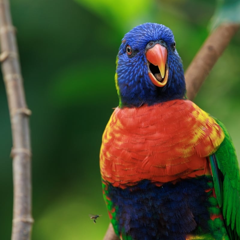 A brilliantly multicoloured parrot with a blue head, orange chest, and green wings. (gallery image 1)