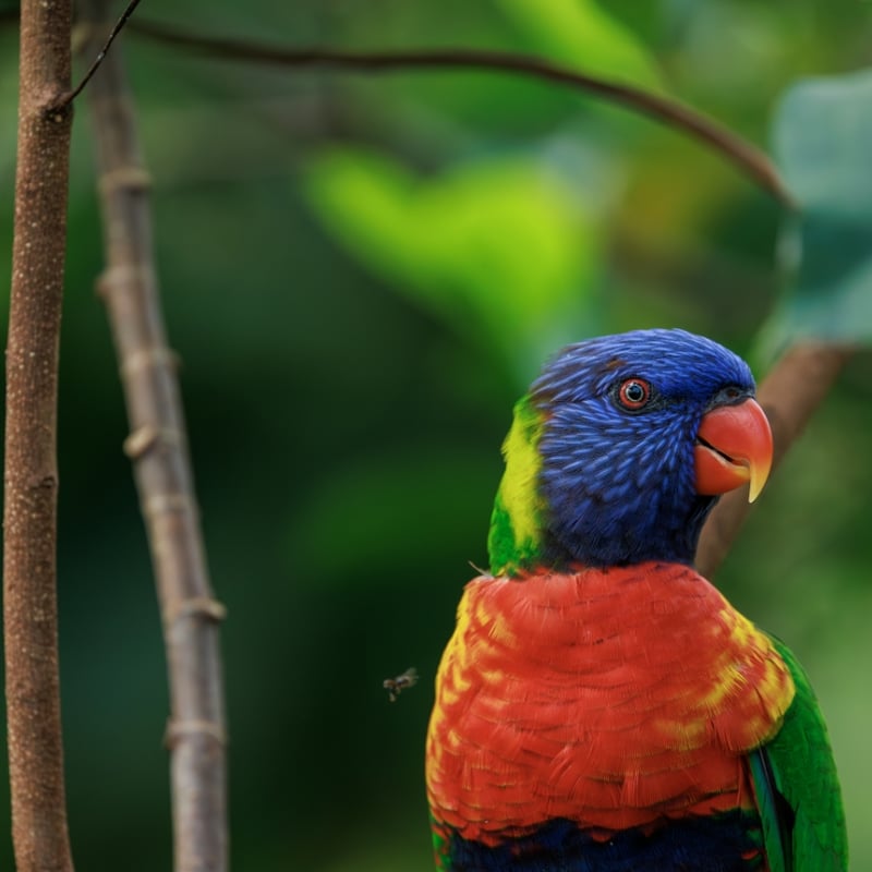 A brilliantly multicoloured parrot with a blue head, orange chest, and green wings. (gallery image 2)