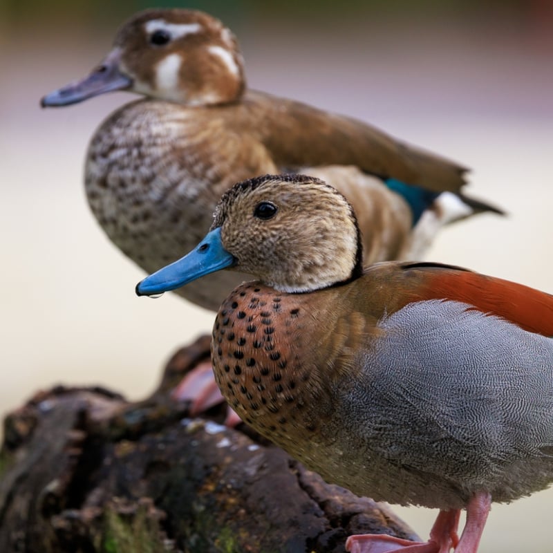A small duck with a grey bill, pink legs, and a distinctive black line around its neck. (gallery image 1)